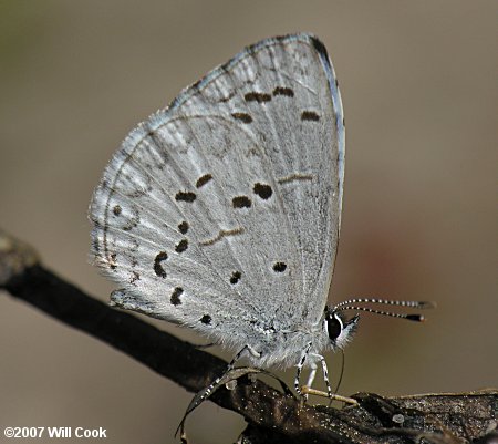 Atlantic Holly Azure (Celastrina idella)