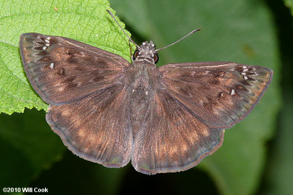 Horace's Duskywing (Erynnis horatius)