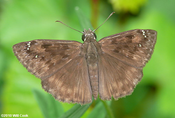 Horace's Duskywing (Erynnis horatius)