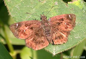 Hayhurst's Scallopwing (Staphylus hayhurstii)