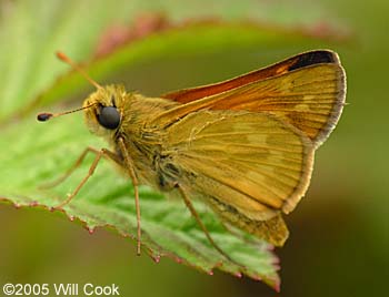 Indian Skipper (Hesperia sassacus)