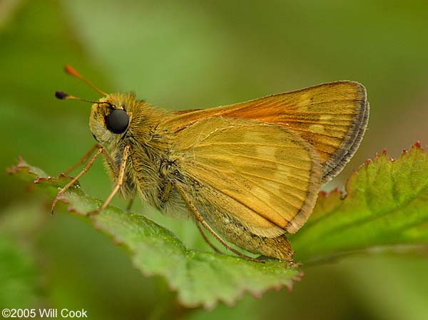 Indian Skipper (Hesperia sassacus)