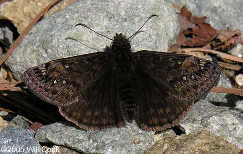 Juvenal's Duskywing (Erynnis juvenalis)