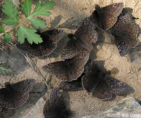 Juvenal's Duskywing (Erynnis juvenalis)