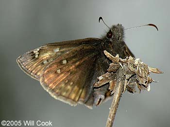 Juvenal's Duskywing (Erynnis juvenalis)