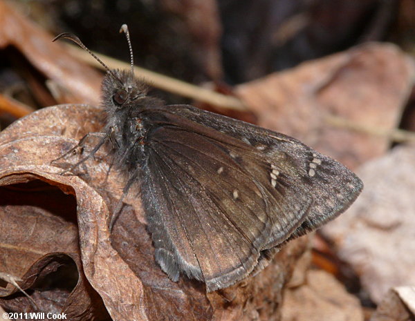 Juvenal's Duskywing (Erynnis juvenalis)