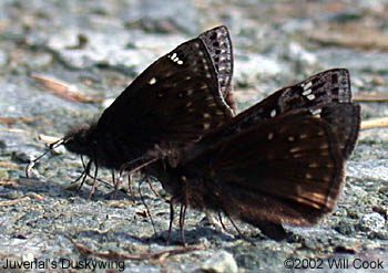 Juvenal's Duskywing (Erynnis juvenalis)