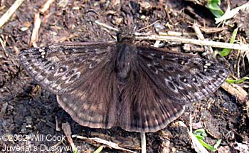 Juvenal's Duskywing (Erynnis juvenalis)