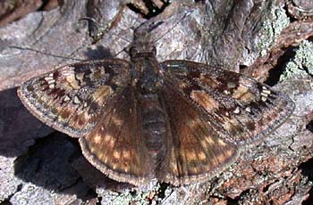 Juvenal's Duskywing (Erynnis juvenalis)