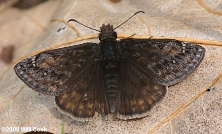 Juvenal's Duskywing (Erynnis juvenalis)