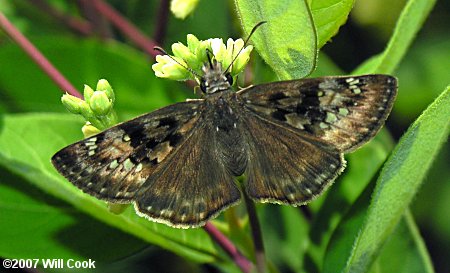 Juvenal's Duskywing (Erynnis juvenalis)