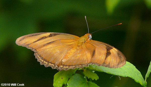 Julia Heliconian (Dryas iulia)