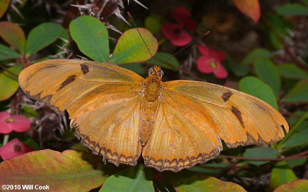 Julia Heliconian (Dryas iulia)