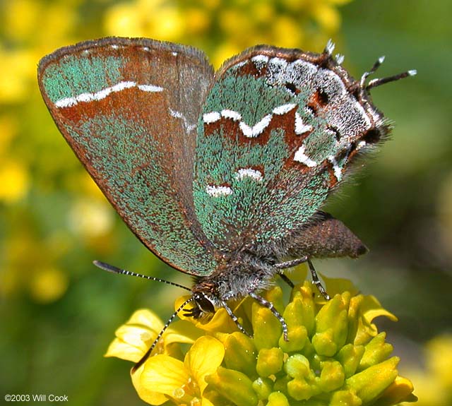 Juniper Hairstreak (Callophrys gryneus)