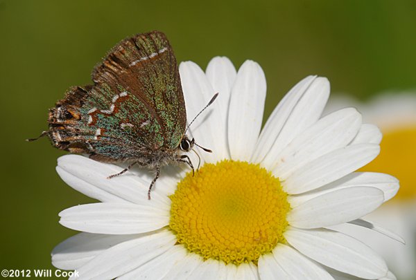 Juniper Hairstreak (Callophrys gryneus)