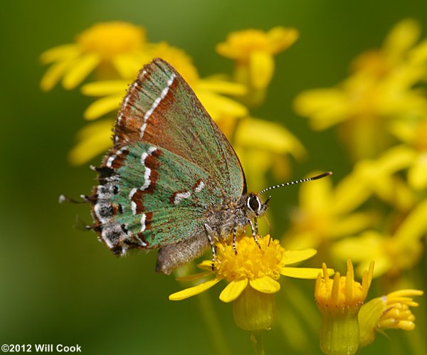 Juniper Hairstreak (Callophrys gryneus)