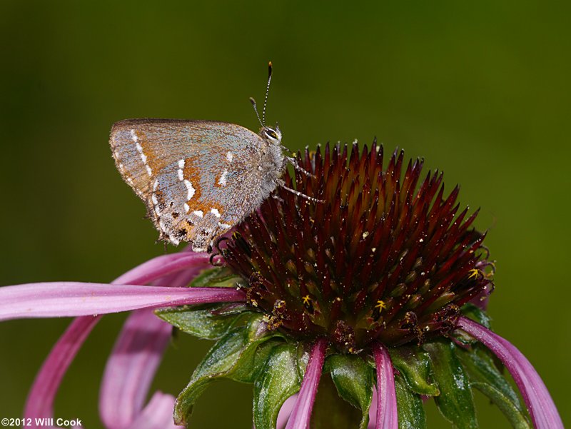 Juniper Hairstreak (Callophrys gryneus)