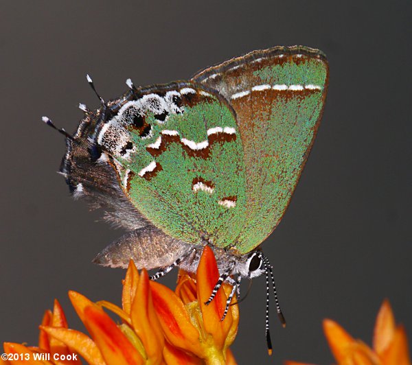 Juniper Hairstreak (Callophrys gryneus)