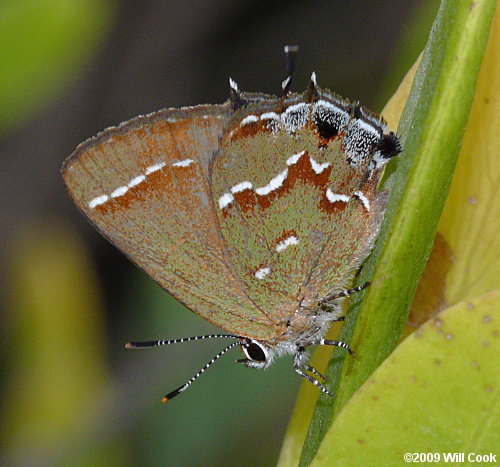 Juniper Hairstreak (Callophrys gryneus)