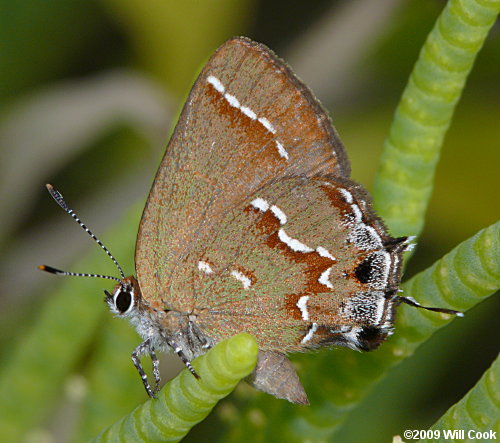 Juniper Hairstreak (Callophrys gryneus)