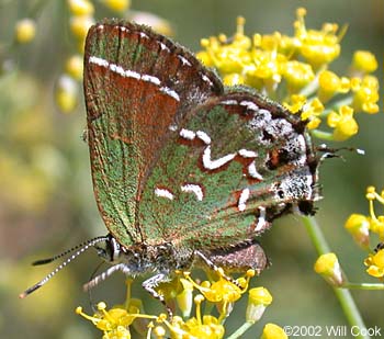 Juniper Hairstreak (Callophrys gryneus)