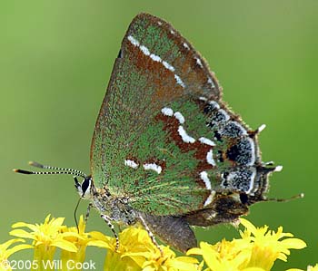 Juniper Hairstreak (Callophrys gryneus)