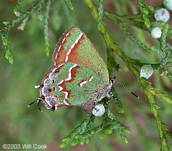 Juniper Hairstreak