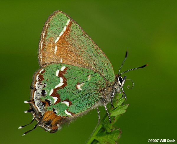 Juniper Hairstreak (Callophrys gryneus)