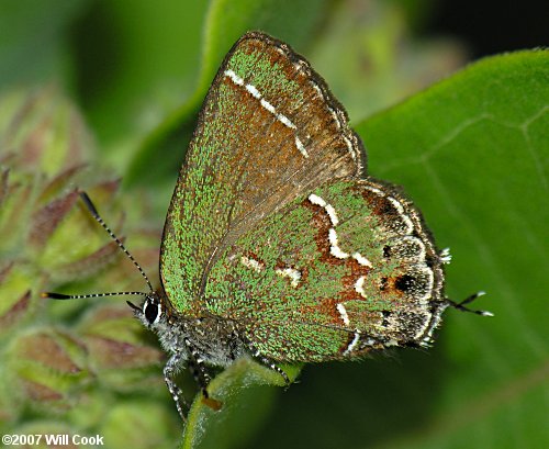 Juniper Hairstreak (Callophrys gryneus)