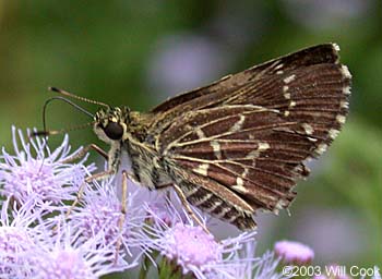 Lace-winged Roadside-Skipper (Amblyscirtes aesculapius)