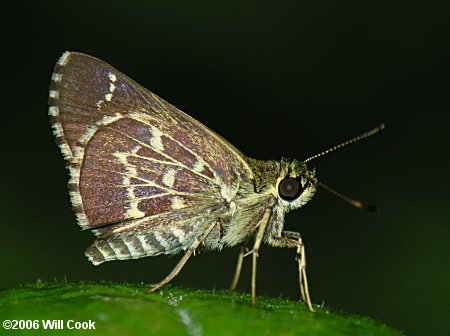 Lace-winged Roadside-Skipper (Amblyscirtes aesculapius)