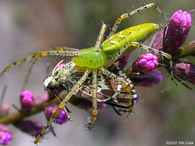 Green Lynx Spider (Peucetia viridans)