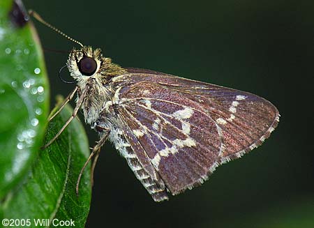 Lace-winged Roadside-Skipper (Amblyscirtes aesculapius)