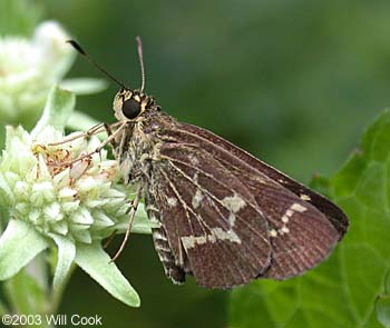 Lace-winged Roadside-Skipper (Amblyscirtes aesculapius)