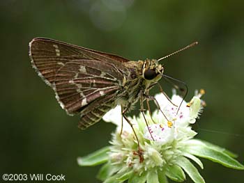 Lace-winged Roadside-Skipper (Amblyscirtes aesculapius)