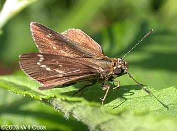 Lace-winged Roadside-Skipper (Amblyscirtes aesculapius)