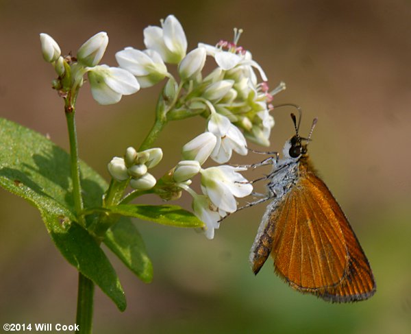 Least Skipper (Ancyloxypha numitor)