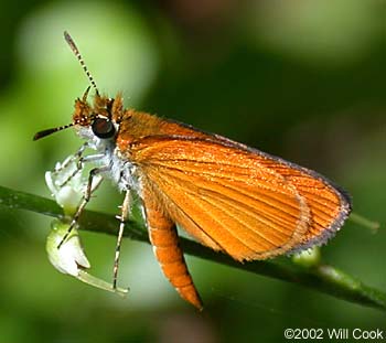 Least Skipper (Ancyloxypha numitor)