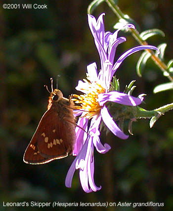 Leonard's Skipper (Hesperia leonardus)