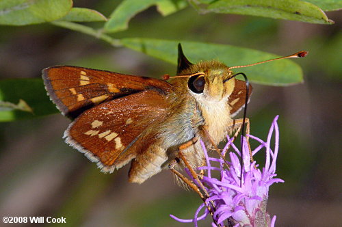 Leonard's Skipper (Hesperia leonardus)