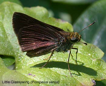 Little Glassywing (Pompeius verna)