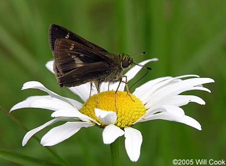 Little Glassywing (Pompeius verna)