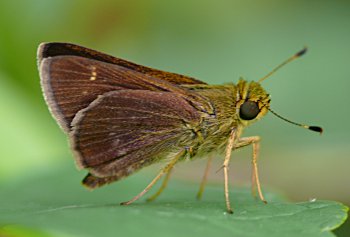 Little Glassywing (Pompeius verna)