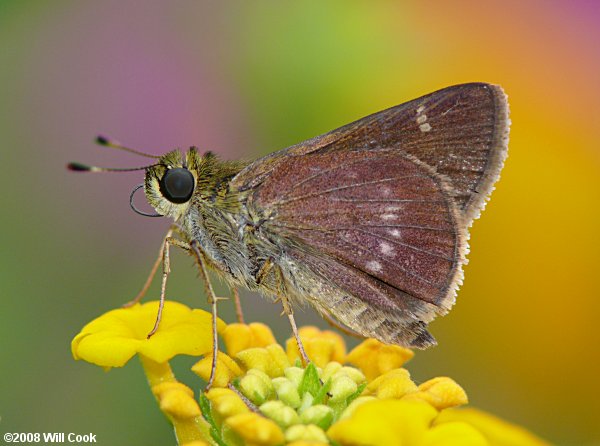 Little Glassywing (Pompeius verna)