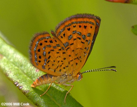 Little Metalmark (Calephelis virginiensis)