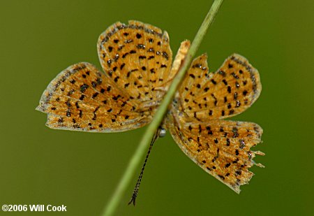 Little Metalmark (Calephelis virginiensis)