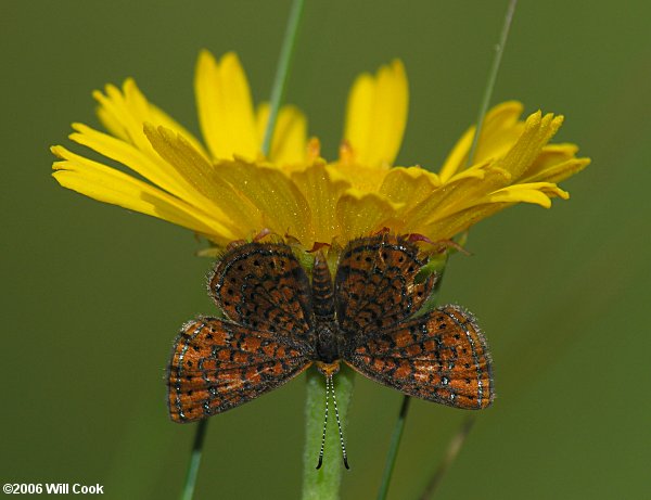 Little Metalmark (Calephelis virginiensis)