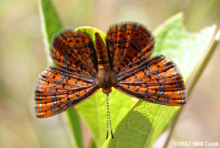 Little Metalmark (Calephelis virginiensis)