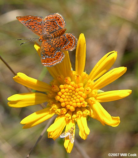 Little Metalmark (Calephelis virginiensis)