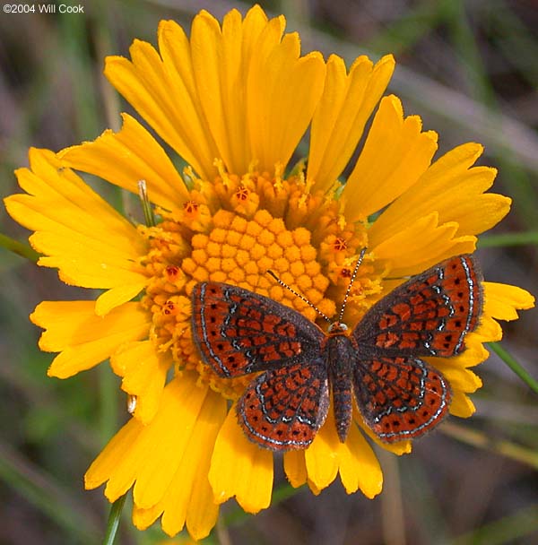 Little Metalmark (Calephelis virginiensis)